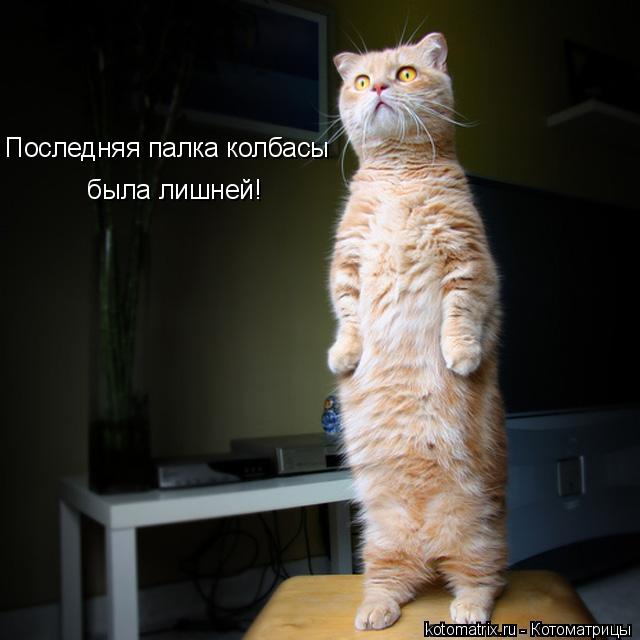Котоматрица: Последняя палка колбасы была лишней!