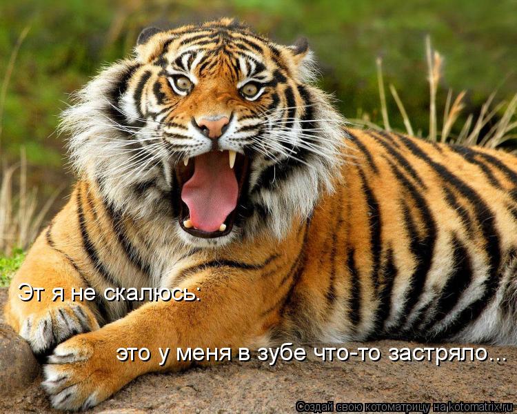 Котоматрица: Эт я не скалюсь:  это у меня в зубе что-то застряло...