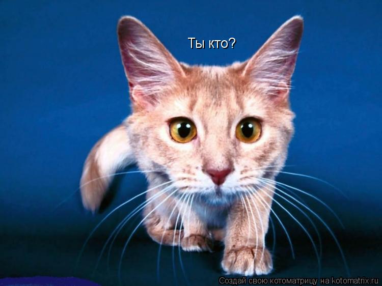Ты кто?... Котоматрица: Ты кто?
