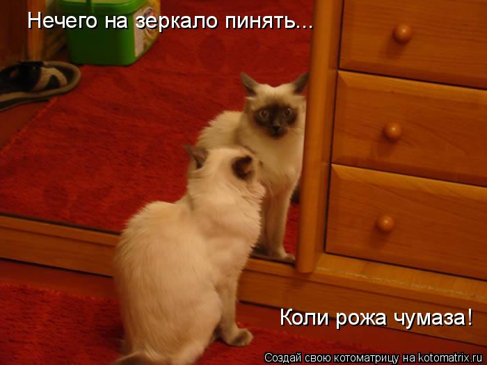 Нечего на зеркало пинять... Коли рожа чумаза!... Котоматрица: Нечего на зеркало пинять... Коли рожа чумаза!