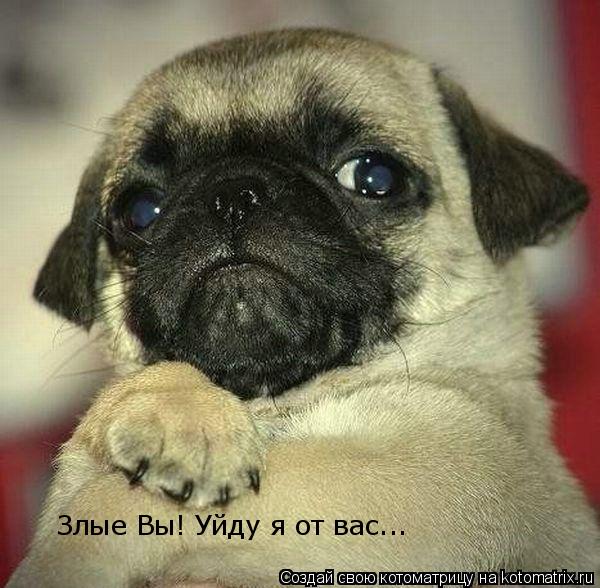 Злые Вы! Уйду я от вас...... Котоматрица: Злые Вы! Уйду я от вас...
