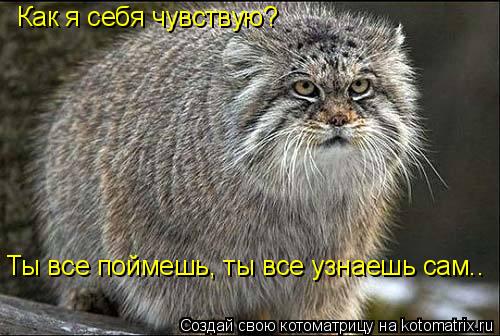 Котоматрица: Как я себя чувствую? Ты все поймешь, ты все узнаешь сам..