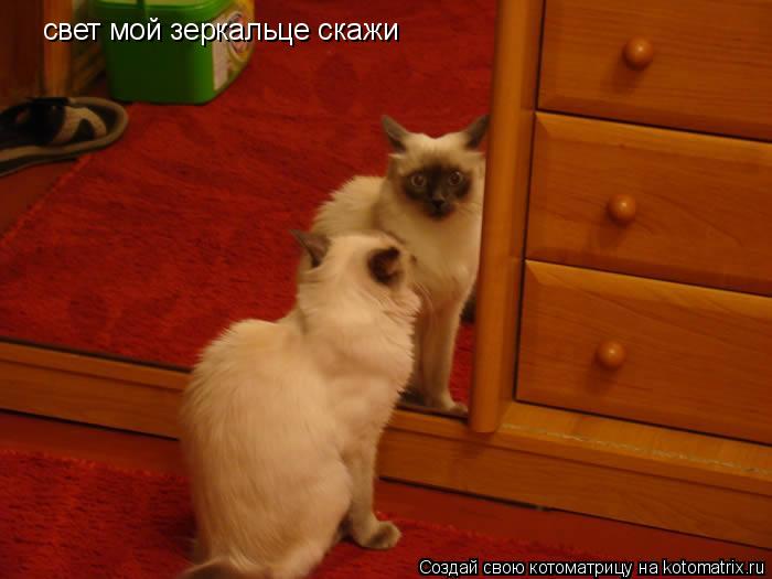 Котоматрица: свет мой зеркальце скажи