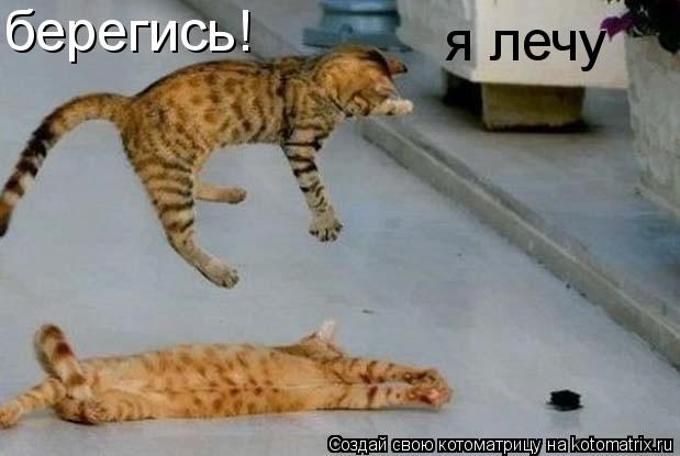 Котоматрица: берегись! я лечу