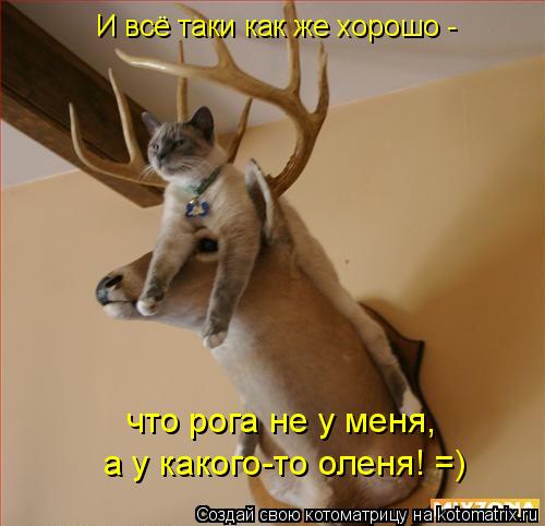 Котоматрица: И всё таки как же хорошо -  что рога не у меня, а у какого-то оленя! =)