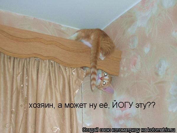 хозяин, а может ну её, ЙОГУ эту??... Котоматрица: хозяин, а может ну её, ЙОГУ эту??