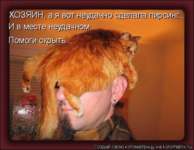 Котоматрица: ХОЗЯИН, а я вот неудачно сделала пирсинг...  И в месте неудачном...  Помоги скрыть...