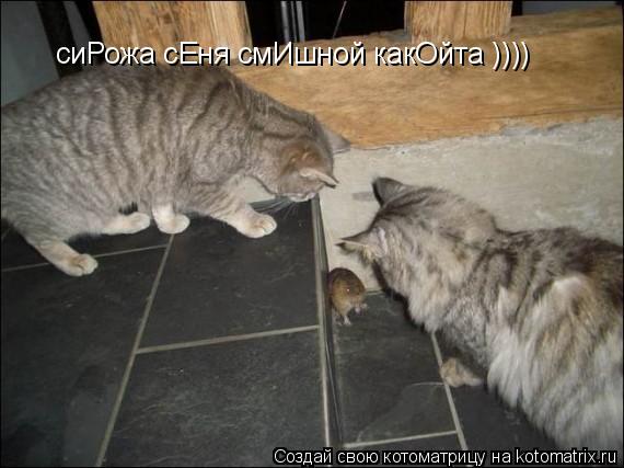 Котоматрица: сиРожа сЕня смИшной какОйта ))))