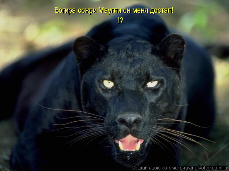 Богира сожри Маугли он меня достал! !?... Котоматрица: Богира сожри Маугли он меня достал! !?