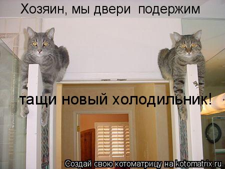 Хозяин, мы двери подержим тащи новый холодильник!... Котоматрица: Хозяин, мы двери подержим тащи новый холодильник!