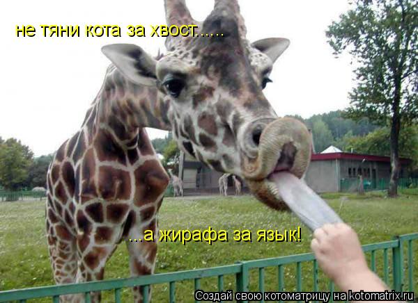 не тяни кота за хвост...... ...а жирафа за язык!... Котоматрица: не тяни кота за хвост...... ...а жирафа за язык!