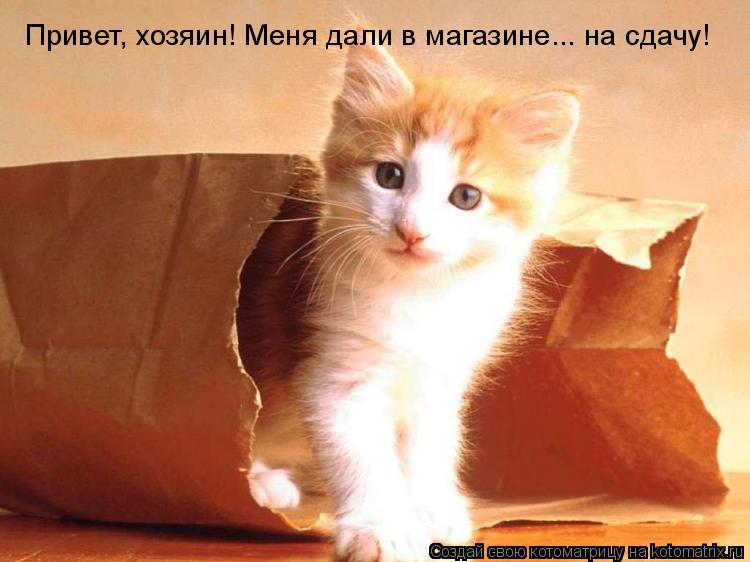 Привет, хозяин! Меня дали в магазине... на сдачу!... Котоматрица: Привет, хозяин! Меня дали в магазине... на сдачу!