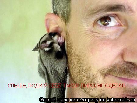 Котоматрица: СЛЫШЬ,ЛЮДИ!Я СЕБЕ ТАКОЙ ПИРСИНГ СДЕЛАЛ...