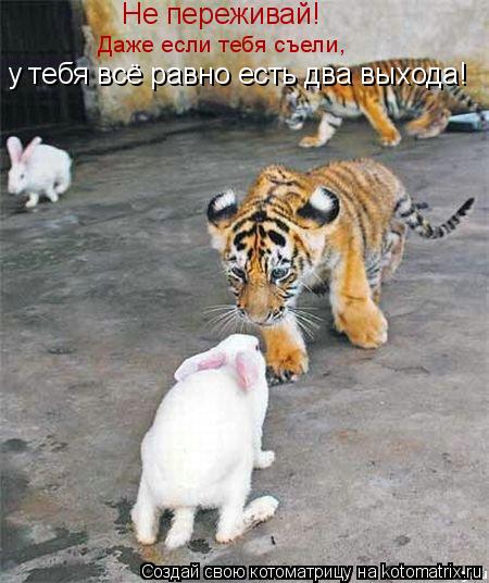 Не переживай! Даже если тебя съели, у тебя всё равно есть два выхода!... Котоматрица: Не переживай! Даже если тебя съели, у тебя всё равно есть два выхода!