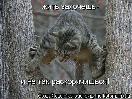 Котоматрица: жить захочешь- и не так раскорячишься!