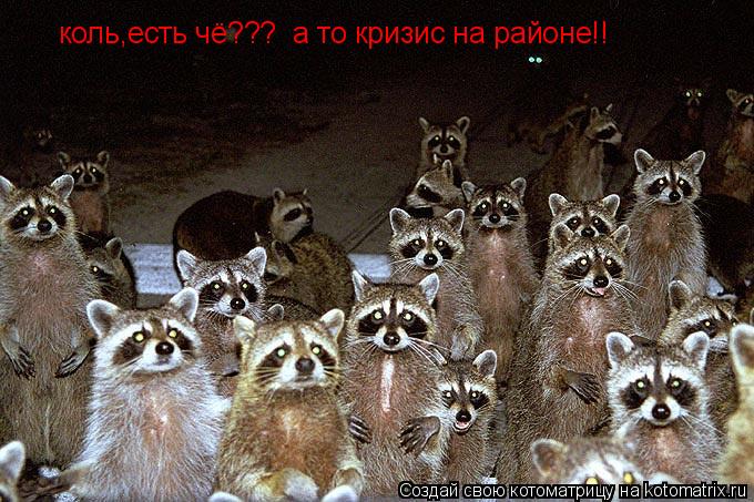 Котоматрица: коль,есть чё???  а то кризис на районе!!