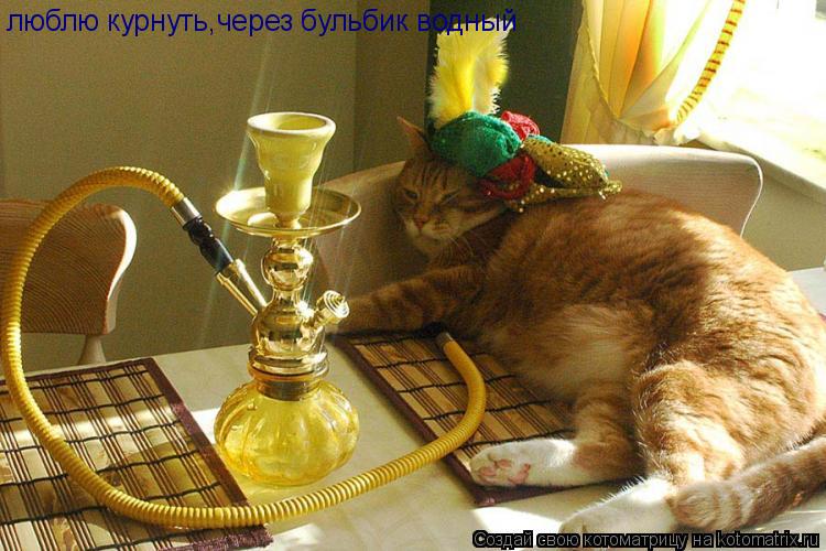 Котоматрица: люблю курнуть,через бульбик водный