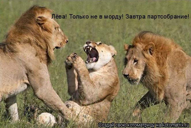 Лёва! Только не в морду! Завтра партсобрание!... Котоматрица: Лёва! Только не в морду! Завтра партсобрание!