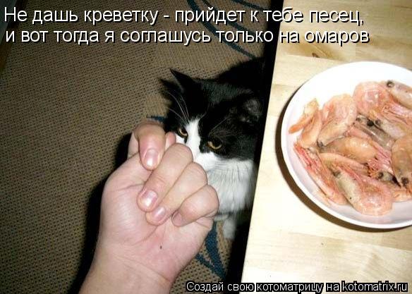 Котоматрица: Не дашь креветку - прийдет к тебе песец, и вот тогда я соглашусь только на омаров