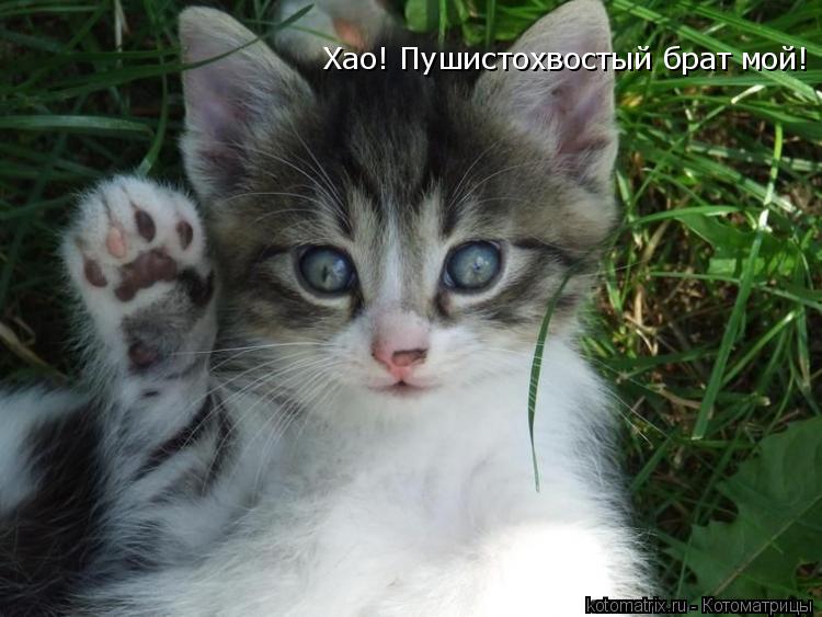 Хао! Пушистохвостый брат мой!... Котоматрица: Хао! Пушистохвостый брат мой!