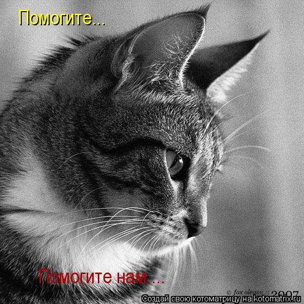 Котоматрица: Помогите нам.... Помогите...