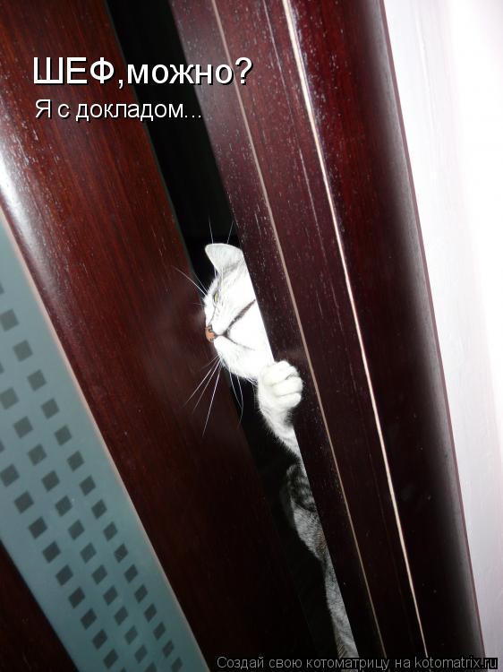 Котоматрица: ШЕФ,можно? Я с докладом...