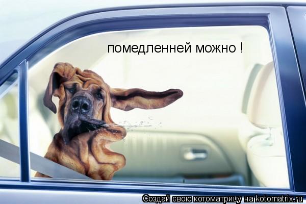 Котоматрица: помедленней можно !