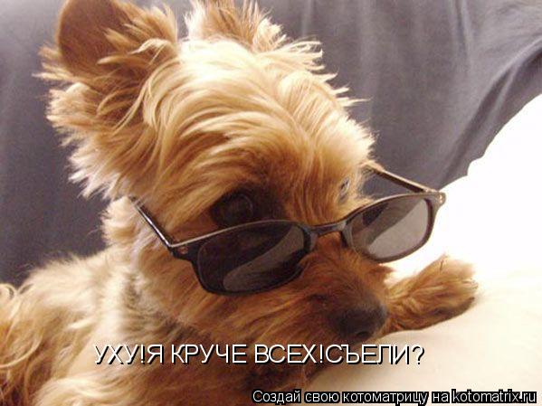 Котоматрица: УХУ!Я КРУЧЕ ВСЕХ!СЪЕЛИ?