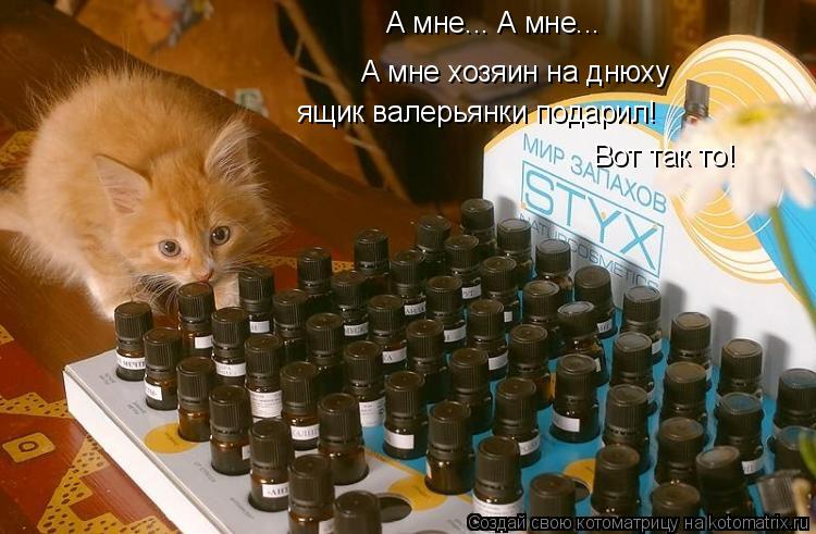 А мне... А мне... А мне хозяин на днюху ящик валерьянки подарил! Вот так то!... Котоматрица: А мне... А мне... А мне хозяин на днюху ящик валерьянки подарил! Вот так то!