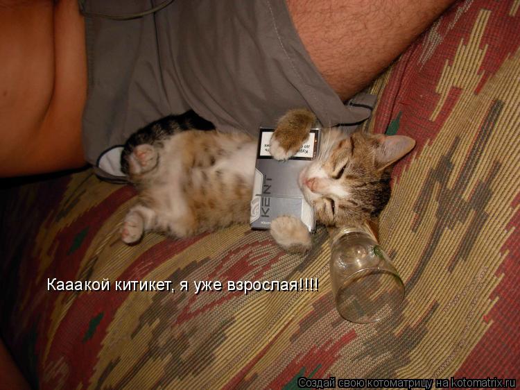 Кааакой китикет, я уже взрослая!!!!... Котоматрица: Кааакой китикет, я уже взрослая!!!!