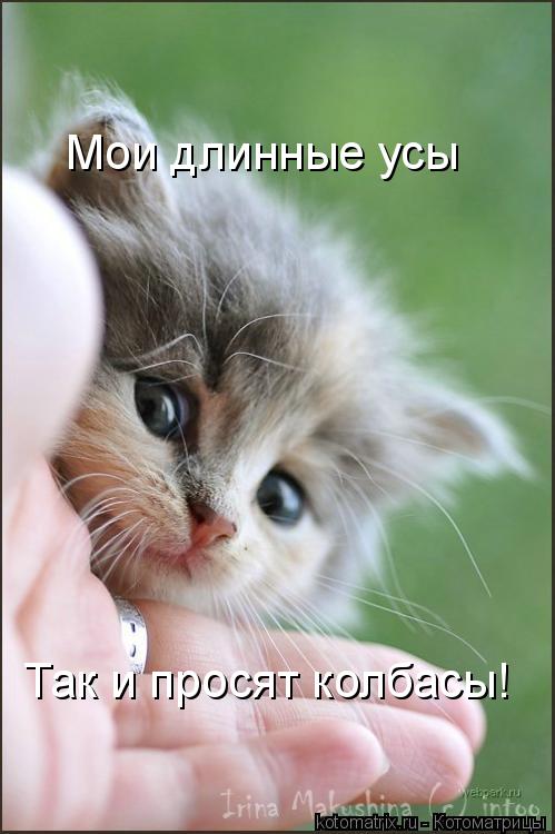 Котоматрица: Так и просят колбасы! Мои длинные усы