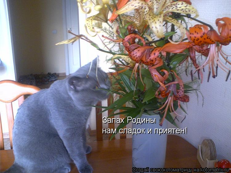 Запах Родины нам сладок и приятен!... Котоматрица: Запах Родины нам сладок и приятен!