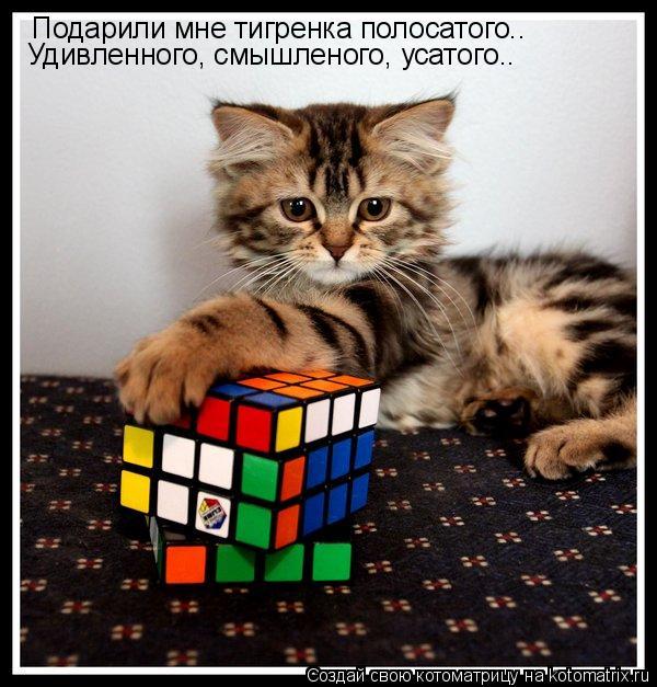 Котоматрица: Подарили мне тигренка полосатого.. Удивленного, смышленого, усатого..
