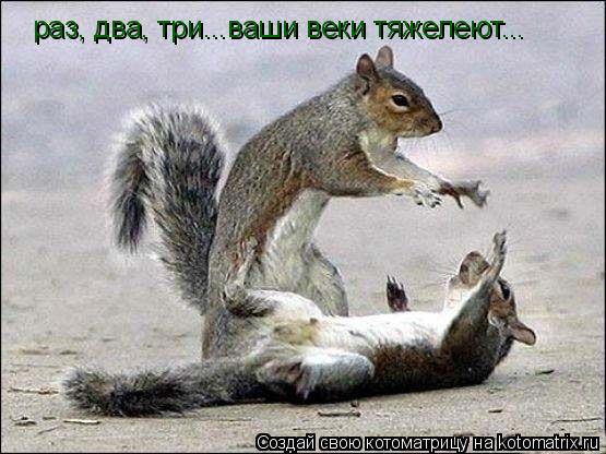 Котоматрица: раз, два, три...ваши веки тяжелеют...