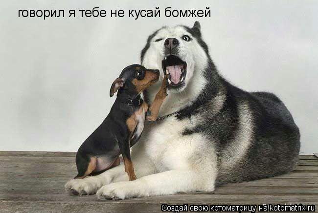 говорил я тебе не кусай бомжей... Котоматрица: говорил я тебе не кусай бомжей