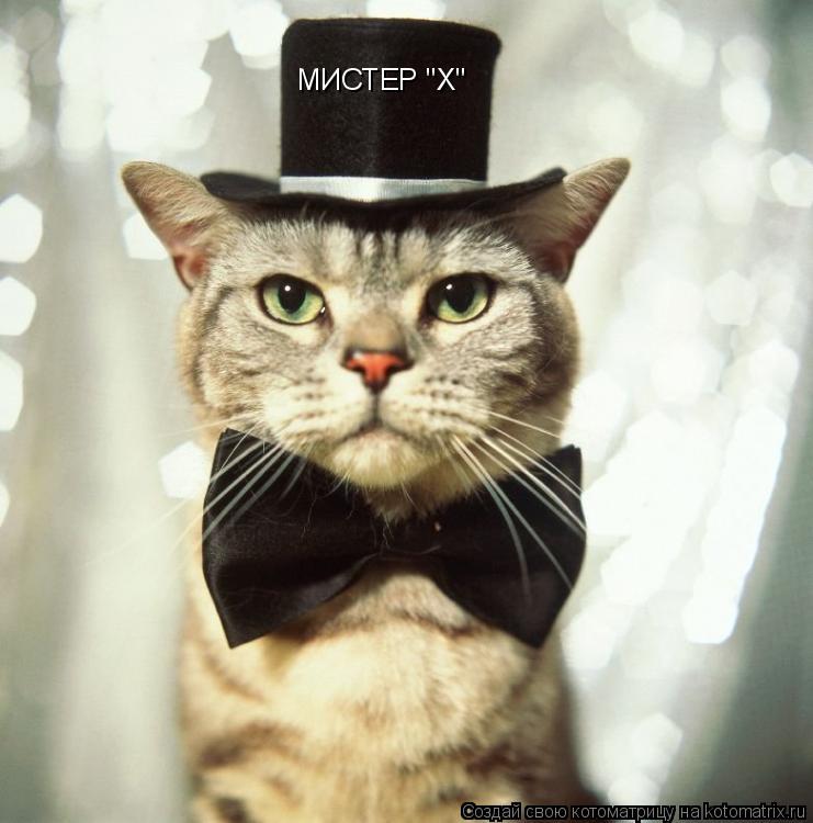 Котоматрица: МИСТЕР "Х"