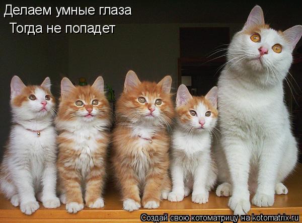 Котоматрица: Делаем умные глаза Тогда не попадет