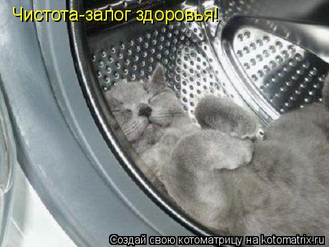 Чистота-залог здоровья!... Котоматрица: Чистота-залог здоровья!