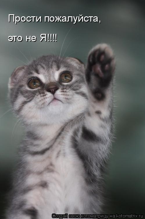 Прости пожалуйста, это не Я!!!!... Котоматрица: Прости пожалуйста, это не Я!!!!