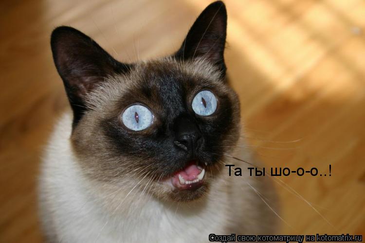 Та ты шо-о-о..!... Котоматрица: Та ты шо-о-о..!