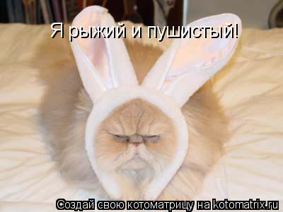 Котоматрица: Я рыжий и пушистый!