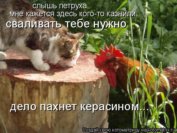 слышь петруха, мне кажется здесь кого-то казнили. сваливать тебе нужно дело пахнет керасином...... Котоматрица: слышь петруха, мне кажется здесь кого-то казнили. сваливать тебе нужно дело пахнет керасином...