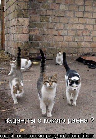 Котоматрица: пацан,ты с кокого раёна ?