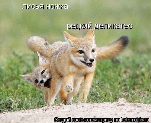 лисья ножка редкий деликатес... Котоматрица: лисья ножка редкий деликатес