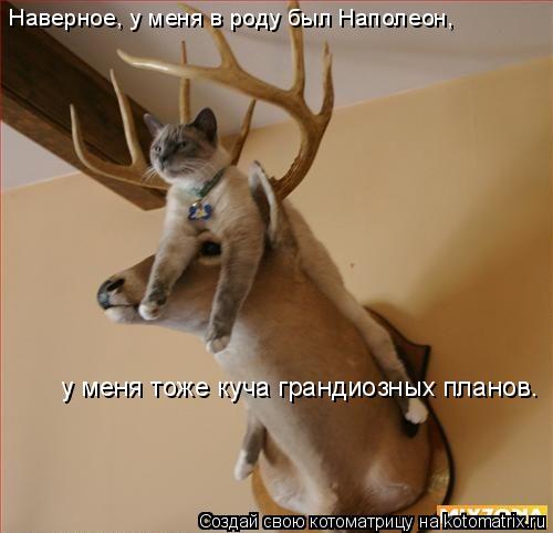 Котоматрица: Наверное, у меня в роду был Наполеон,  у меня тоже куча грандиозных планов.