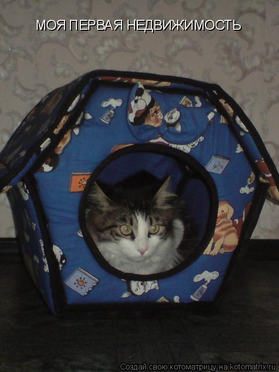 Котоматрица: МОЯ ПЕРВАЯ НЕДВИЖИМОСТЬ