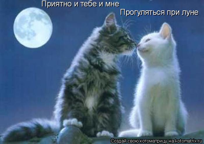 Приятно и тебе и мне Прогуляться при луне... Котоматрица: Приятно и тебе и мне Прогуляться при луне