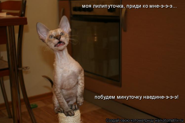 моя лилипуточка, приди ко мне-э-э-э... побудем минуточку наедине-э-э-э!... Котоматрица: моя лилипуточка, приди ко мне-э-э-э... побудем минуточку наедине-э-э-э!