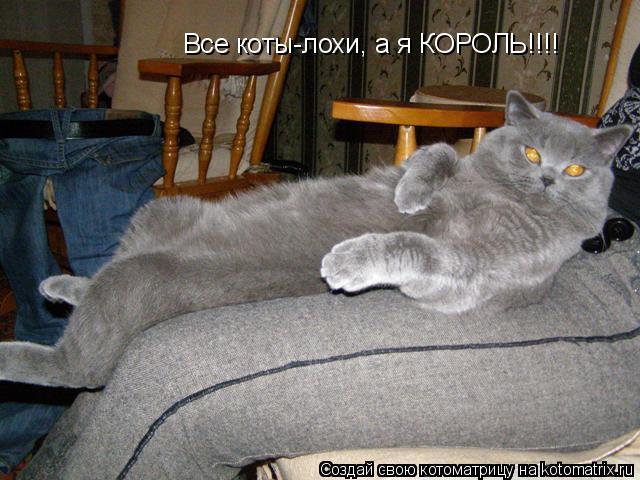 Все коты-лохи, а я КОРОЛЬ!!!!... Котоматрица: Все коты-лохи, а я КОРОЛЬ!!!!