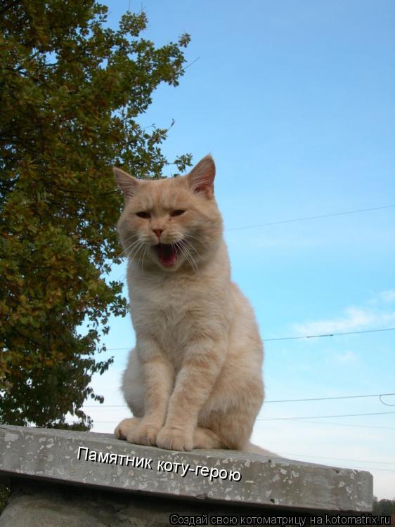 Памятник коту-герою... Котоматрица: Памятник коту-герою
